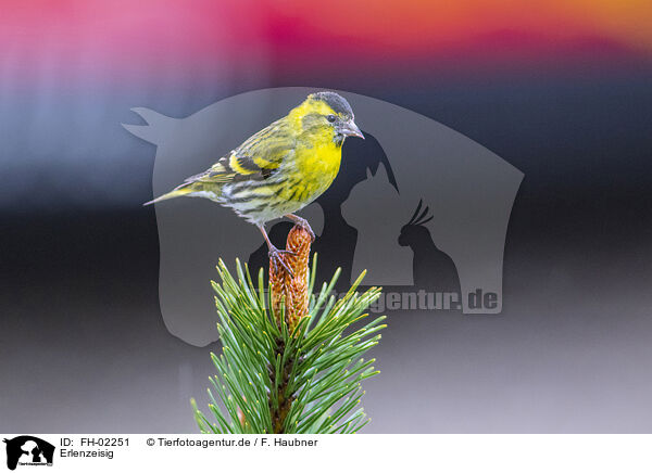 Erlenzeisig / Eurasian siskin / FH-02251