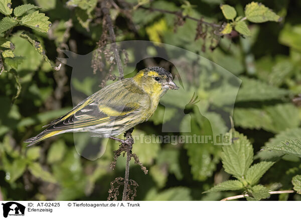 Erlenzeisig / Eurasian siskin / AT-02425