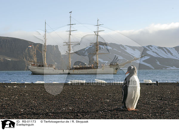 Eselspinguin / gentoo penguin / RS-01173