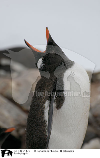 Eselspinguin / gentoo penguin / RS-01179