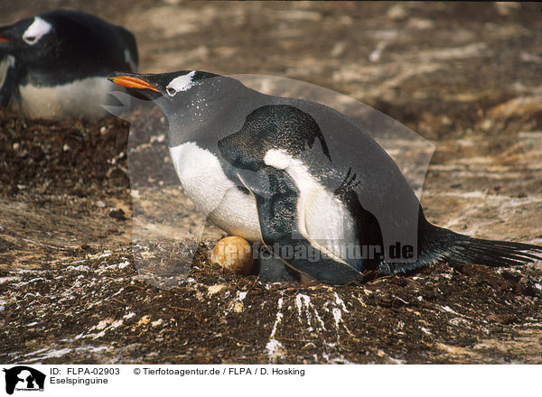 Eselspinguine / Gentoo Penguins / FLPA-02903