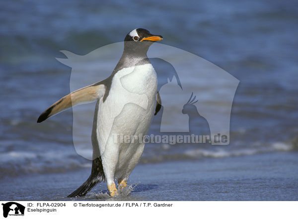 Eselspinguin / Gentoo Penguin / FLPA-02904