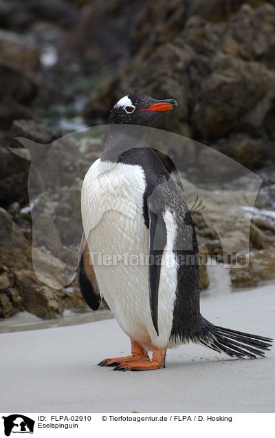 Eselspinguin / Gentoo Penguin / FLPA-02910