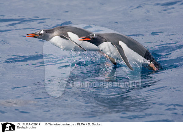 Eselspinguine / Gentoo Penguins / FLPA-02917