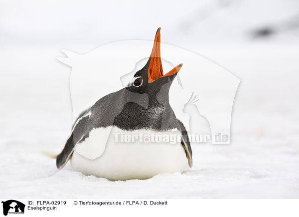 Eselspinguin / FLPA-02919