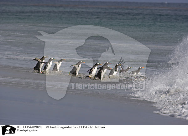 Eselspinguine / Gentoo Penguins / FLPA-02928
