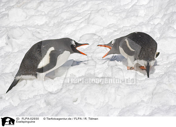 Eselspinguine / Gentoo Penguins / FLPA-02930