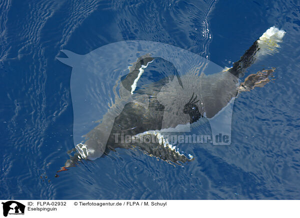 Eselspinguin / Gentoo Penguin / FLPA-02932