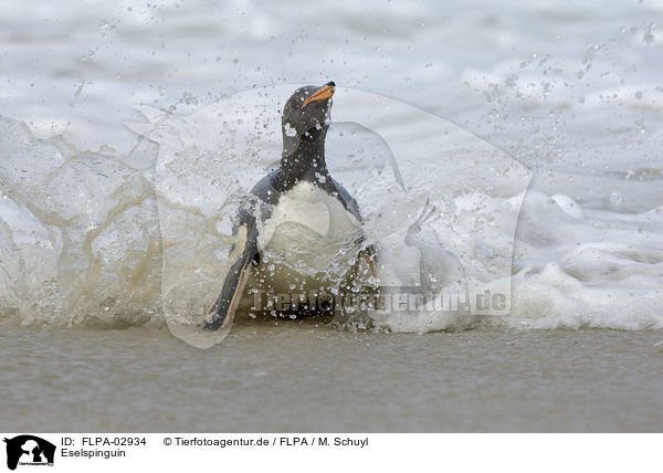 Eselspinguin / Gentoo Penguin / FLPA-02934