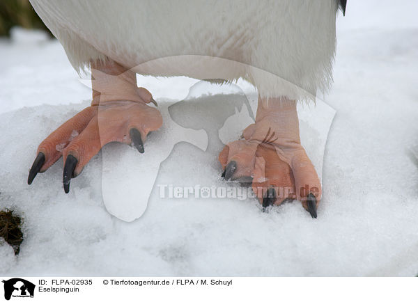 Eselspinguin / Gentoo Penguin / FLPA-02935