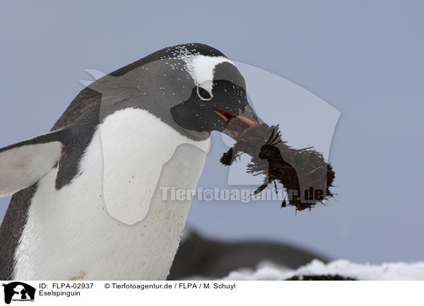 Eselspinguin / Gentoo Penguin / FLPA-02937