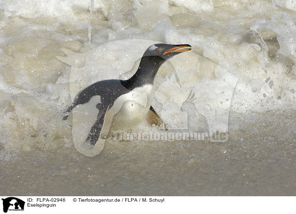 Eselspinguin / FLPA-02946