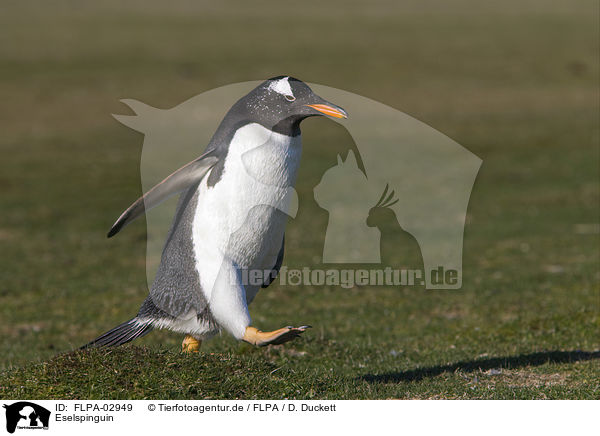 Eselspinguin / Gentoo Penguin / FLPA-02949