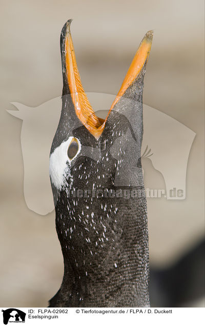 Eselspinguin / Gentoo Penguin / FLPA-02962