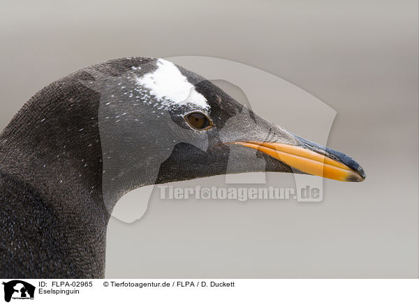 Eselspinguin / Gentoo Penguin / FLPA-02965