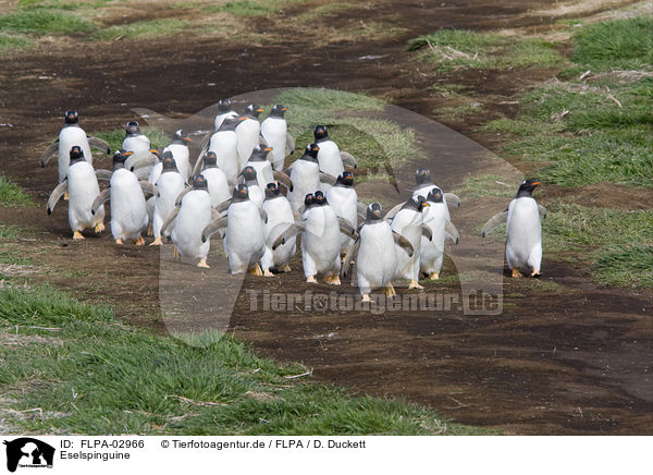 Eselspinguine / Gentoo Penguins / FLPA-02966