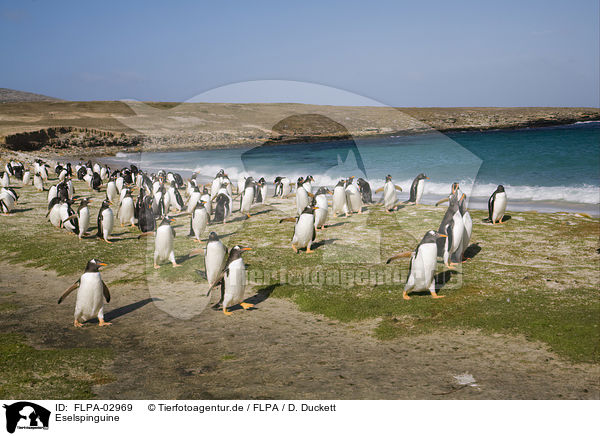 Eselspinguine / Gentoo Penguins / FLPA-02969