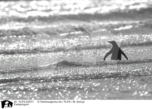 Eselspinguin / Gentoo Penguin / FLPA-02977