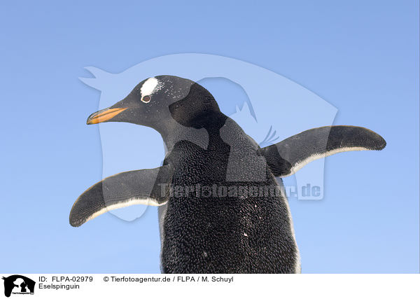 Eselspinguin / Gentoo Penguin / FLPA-02979