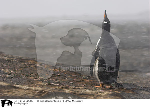 Eselspinguin / Gentoo Penguin / FLPA-02982