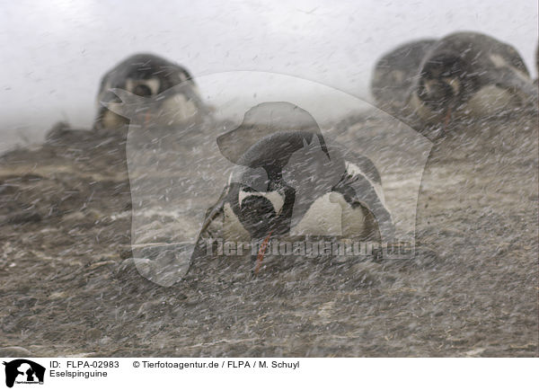 Eselspinguine / Gentoo Penguins / FLPA-02983