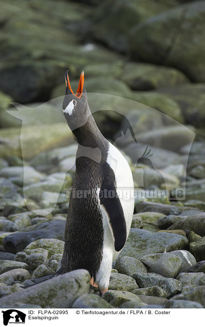 Eselspinguin / FLPA-02995