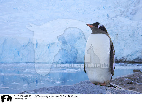 Eselspinguin / FLPA-02997