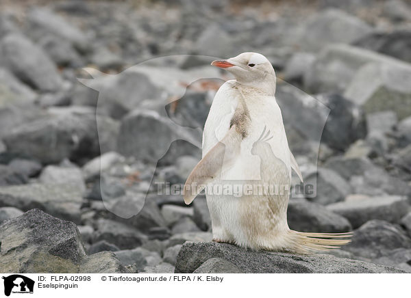 Eselspinguin / Gentoo Penguin / FLPA-02998