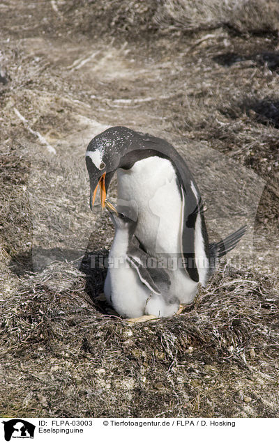 Eselspinguine / Gentoo Penguins / FLPA-03003