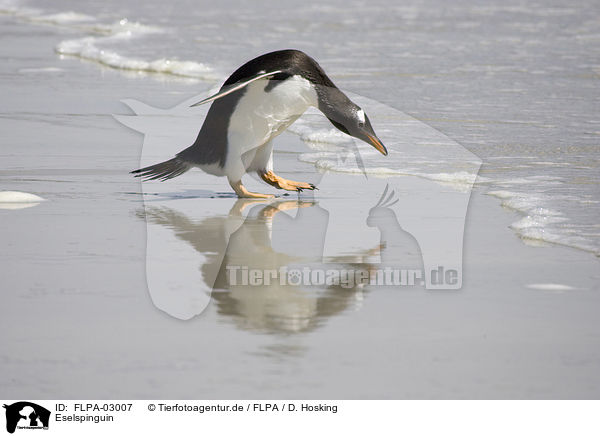 Eselspinguin / Gentoo Penguin / FLPA-03007