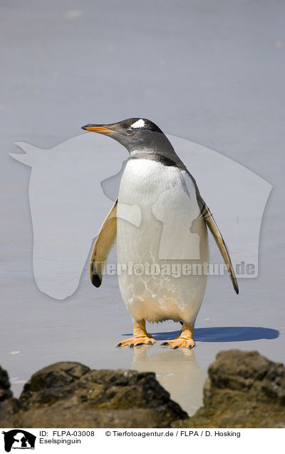 Eselspinguin / Gentoo Penguin / FLPA-03008