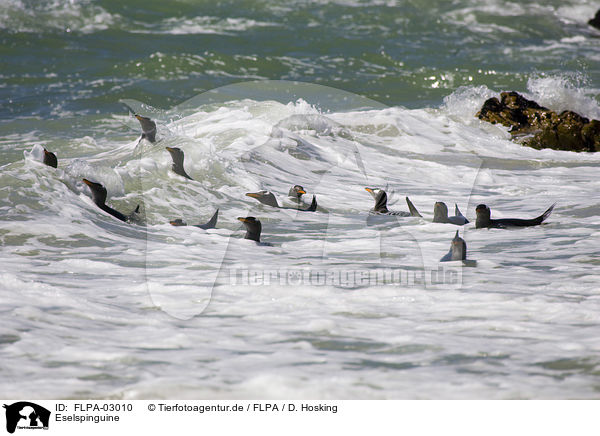 Eselspinguine / Gentoo Penguins / FLPA-03010