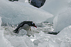 Eselspinguin