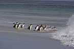 Eselspinguine