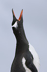 Eselspinguin