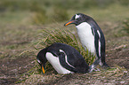 Eselspinguine