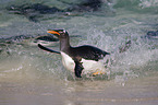 Eselspinguin