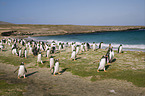 Eselspinguine