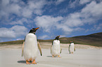 Eselspinguine