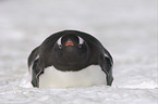 Eselspinguin