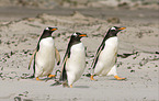 Eselspinguine