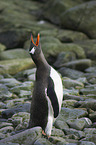 Eselspinguin