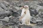 Eselspinguin