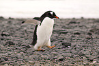 Eselspinguin