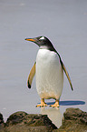 Eselspinguin