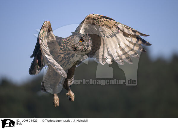 Eule / owl / JOH-01523