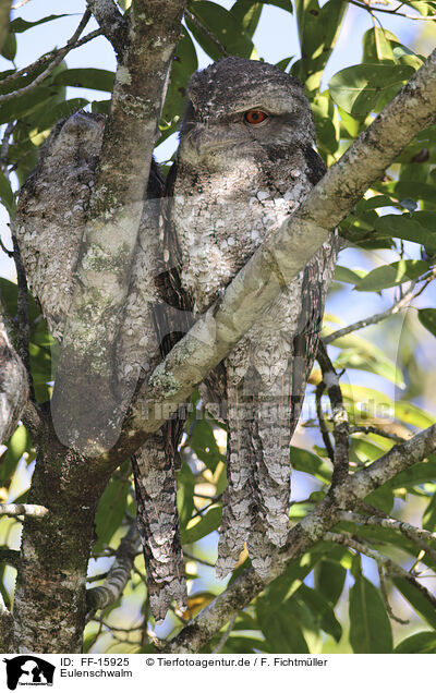 Eulenschwalm / tawny frogmouth / FF-15925