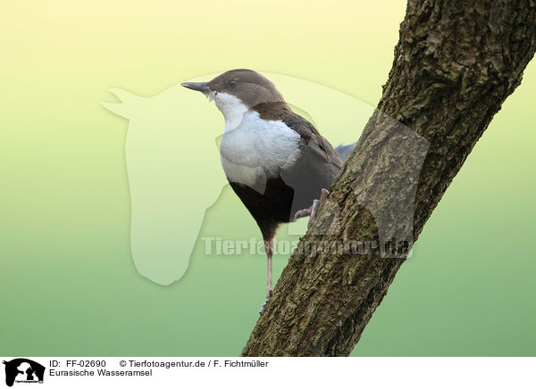 Eurasische Wasseramsel / FF-02690
