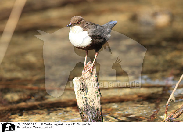 Eurasische Wasseramsel / FF-02693