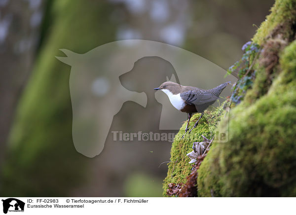 Eurasische Wasseramsel / FF-02983